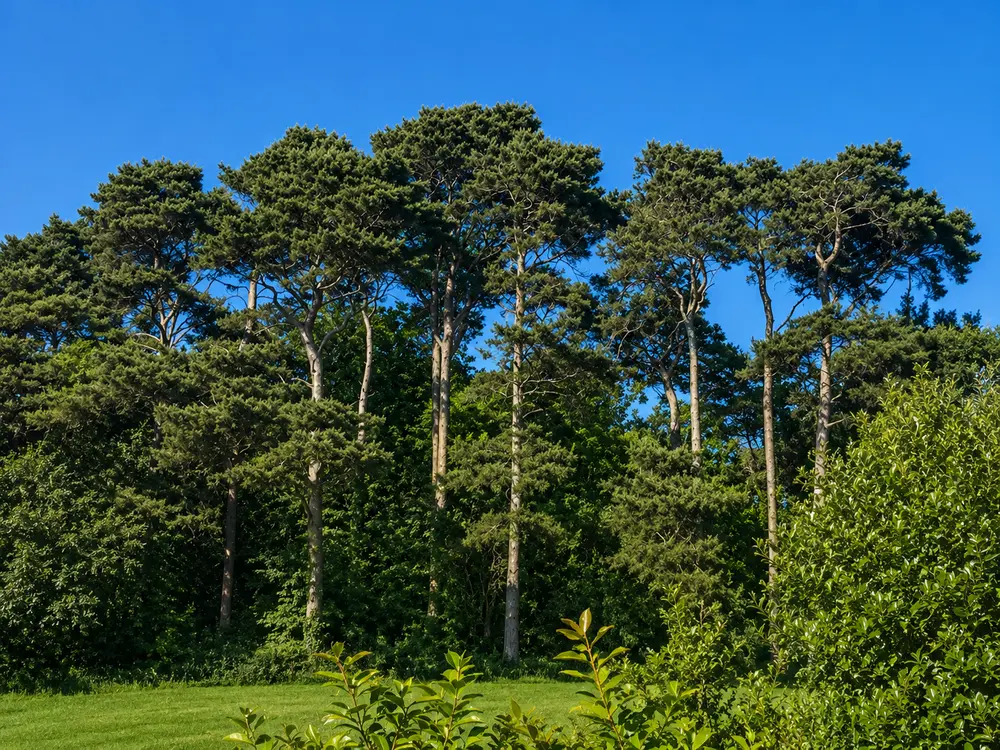 Scots pine in native woodland