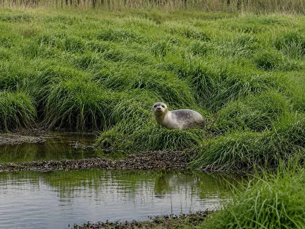 Wetlands along the corridor